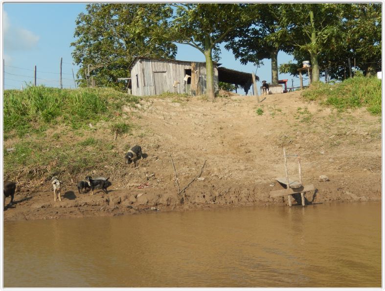 Excursion avec les canots sur des affluents de l'Amazone