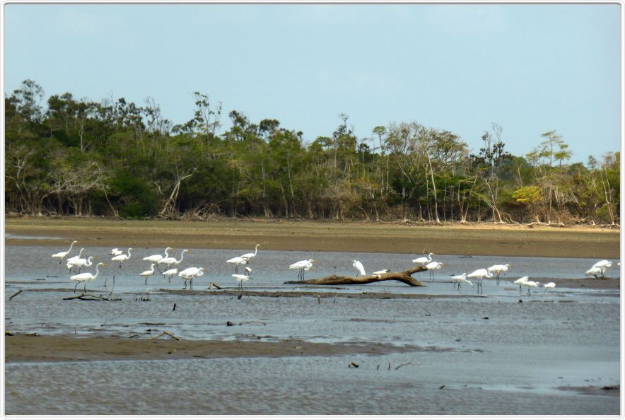 Excursion avec les canots sur des affluents de l'Amazone