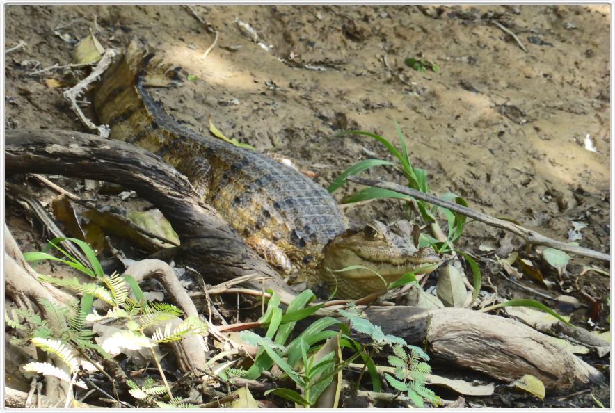 Excursion avec les canots sur un affluent du lac Monte Alegre