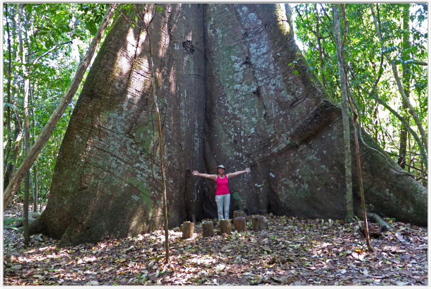 Excursion dans la forêt amazonienne (à choix de 3 à 6 heures de marche).