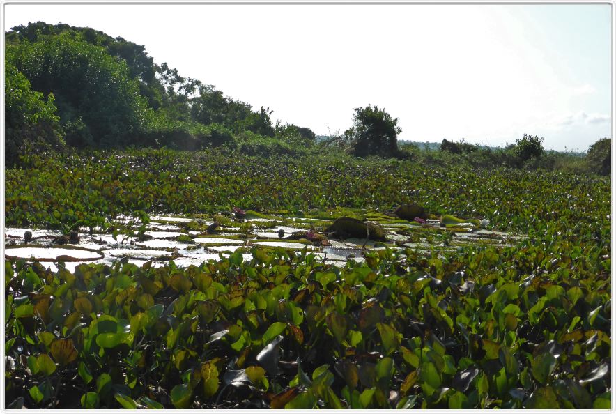 Exploration du Rio Curuá-Una