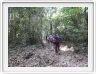 Excursion dans la forêt amazonienne (à choix de 3 à 6 heures de marche).