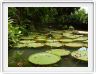 Belém. Jardin botanique Emilio Goeldi