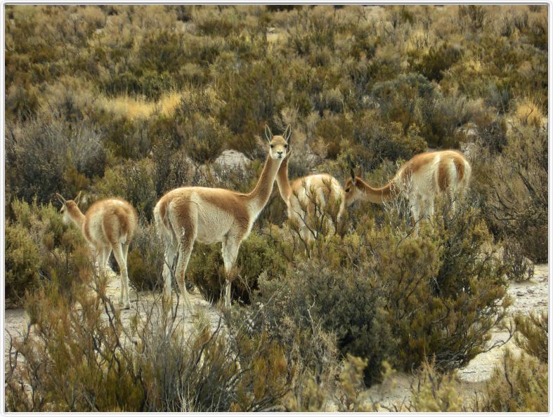 Sur la route menant de San Antonio à Pumamarca