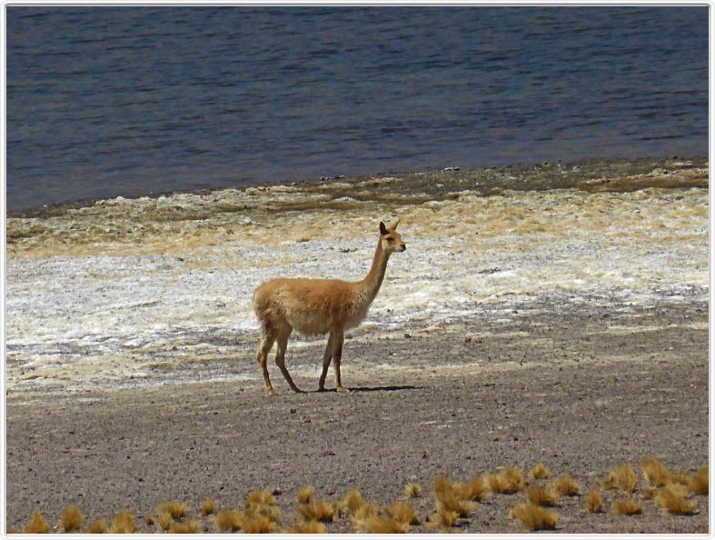 Visite des hauts plateaux du désert d'Atacama
