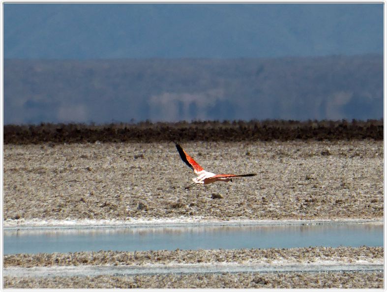 Le Salar d'Atacama