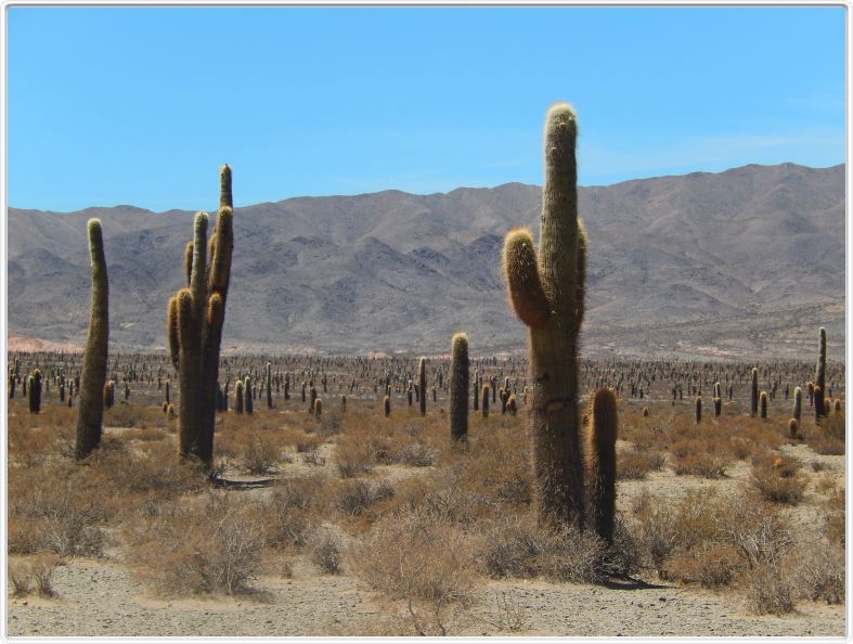 Sur la route menant de Salta à Calchi