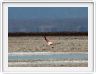 Le Salar d'Atacama