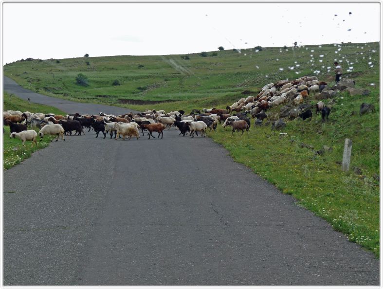 Rencontre sur la route d'Amberd. Chèvres 