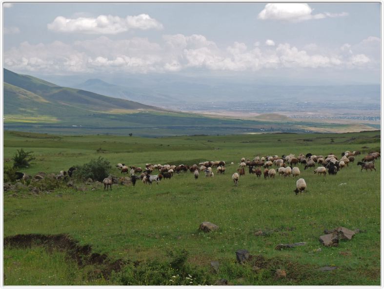 Sur la route d'Amberd. Moutons 