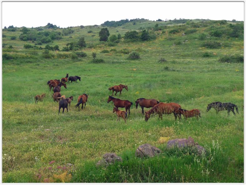 Rencontre sur la route d'Amberd. Chevaux 