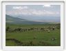 Sur la route d'Amberd. Moutons 