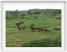 Rencontre sur la route d'Amberd. Chevaux 