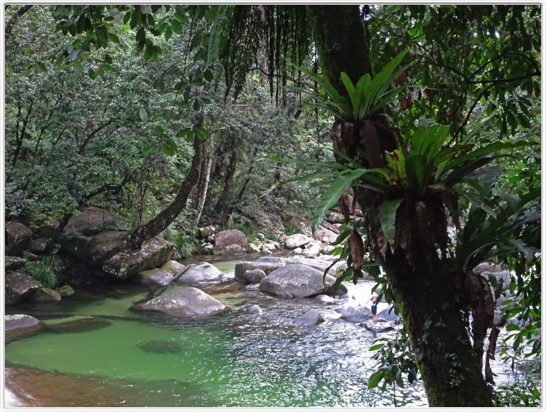 Le Parc national de Wooroonooran et sa forêt tropicale.