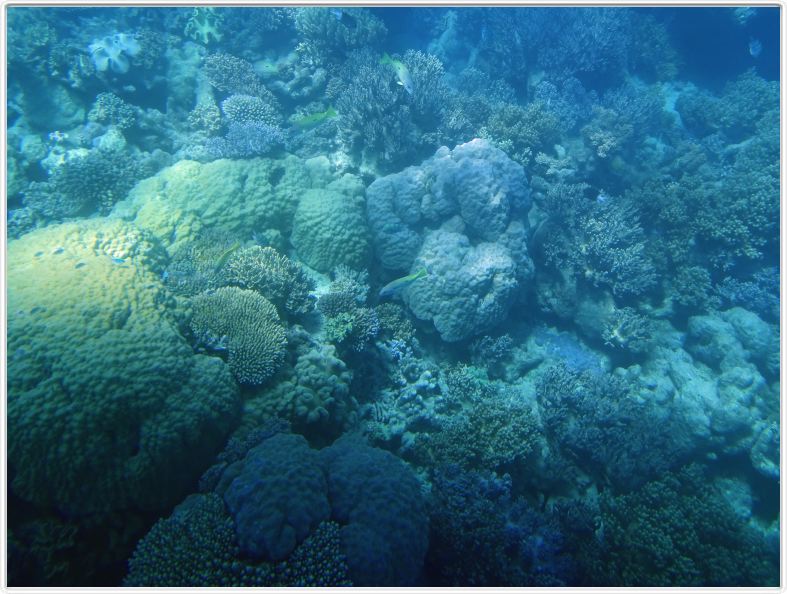 Au large de Cairns (Queensland). L'Ile de Michaelmas Cay.