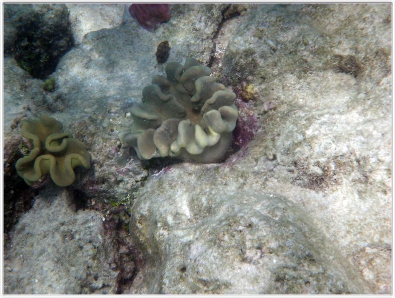 Au large de Cairns (Queensland). L'Ile de Michaelmas Cay.