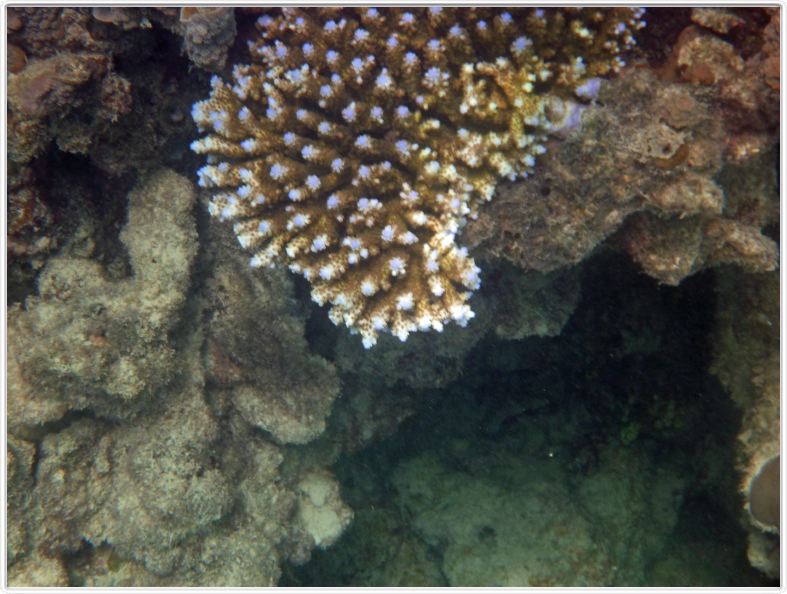 Au large de Cairns (Queensland). L'Ile de Michaelmas Cay.