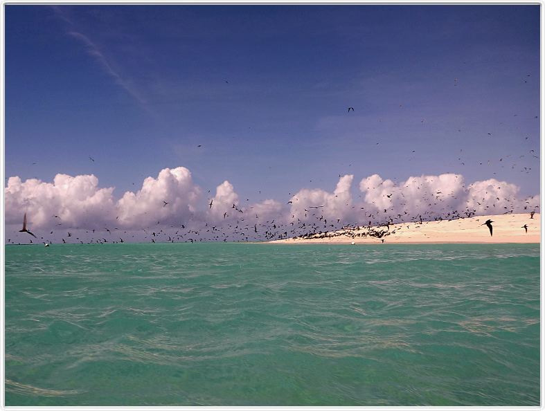 Au large de Cairns (Queensland). L'Ile de Michaelmas Cay.