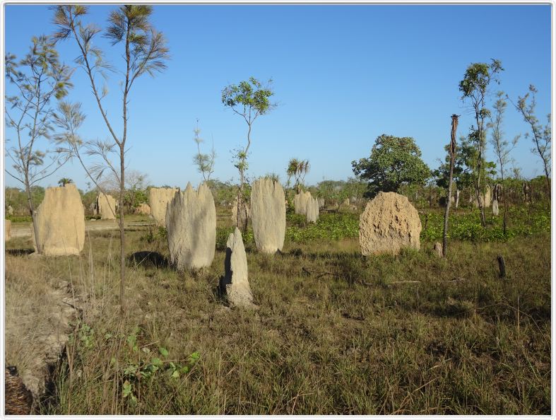 Nous partons de Darwin en direction du Lichtfield National Park