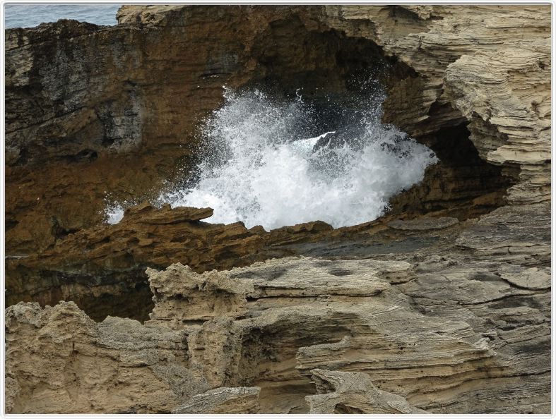 Sur l'Ile de Rottnest (Ce nom signifie Nid des rats).