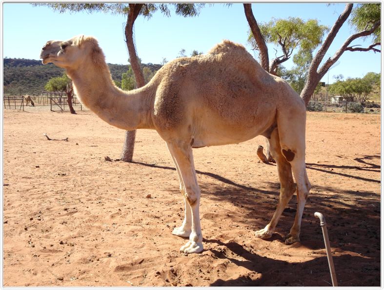 Près de Hugh (au bord de l'A87 qui relie Darwin à Port Augusta en passant par Alice Springs).