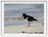 Sur l'Ile de Rottnest (Ce nom signifie Nid des rats).