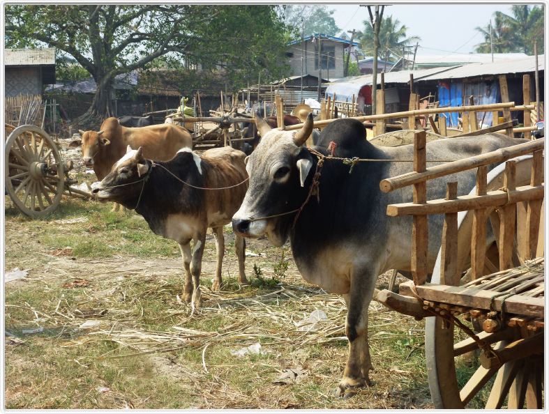Marché de Nan Pan au bord du Lac Inle
