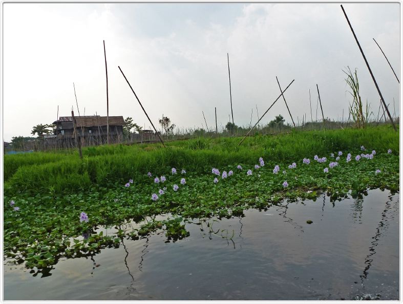 Sur le Lac Inle