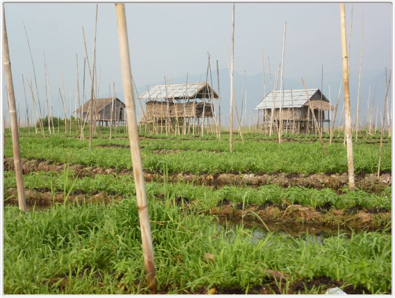 Sur le Lac Inle