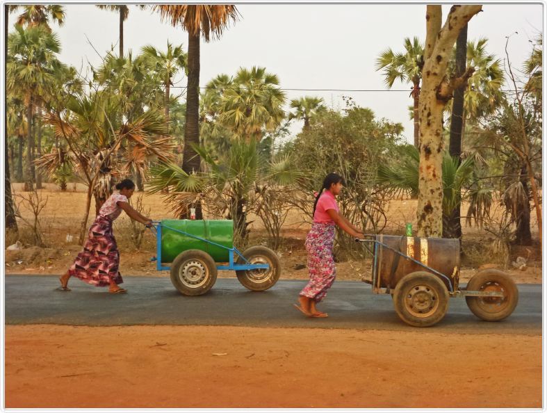 Sur la route du Mont Popa à Bagan. Transport de mélasse de palmier à sucre.