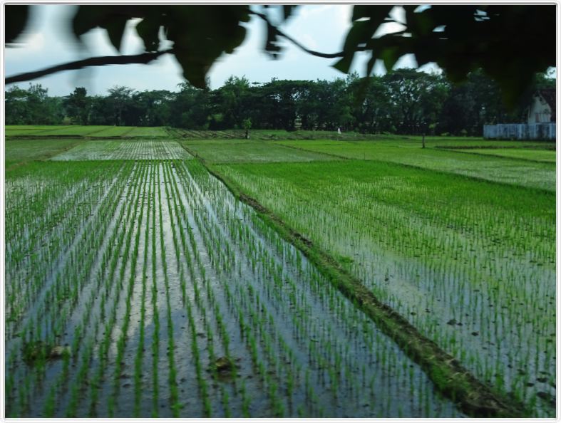 Sur la route qui mène à Semarang.