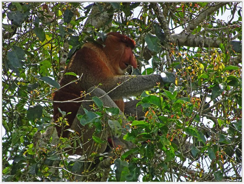 Nous remontons la rivière Kumai (Borneo)