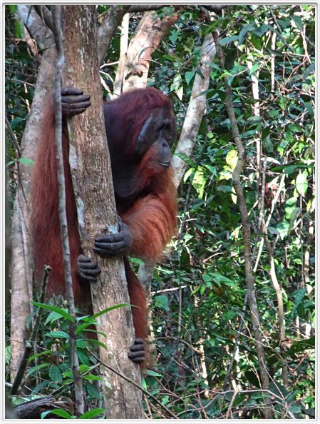 Nous repartons en excursion à la découverte des singes de Borneo.