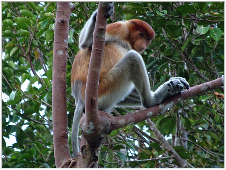 Nous repartons en excursion à la découverte des singes de Borneo.