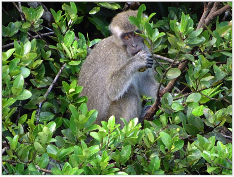 Nous repartons en excursion à la découverte des singes de Borneo.