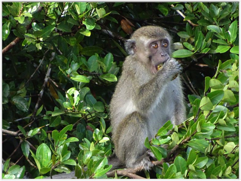 Nous repartons en excursion à la découverte des singes de Borneo.