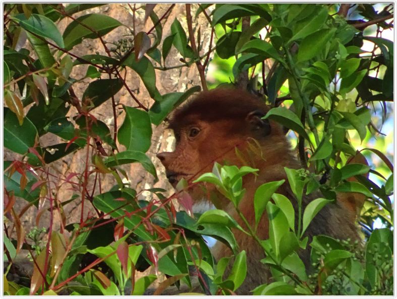 Sur le retour au Rimba EcoLodge.