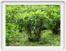 Plantation de thé près de Girimulyo.