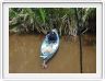 Nous remontons la rivière Kumai (Borneo)
