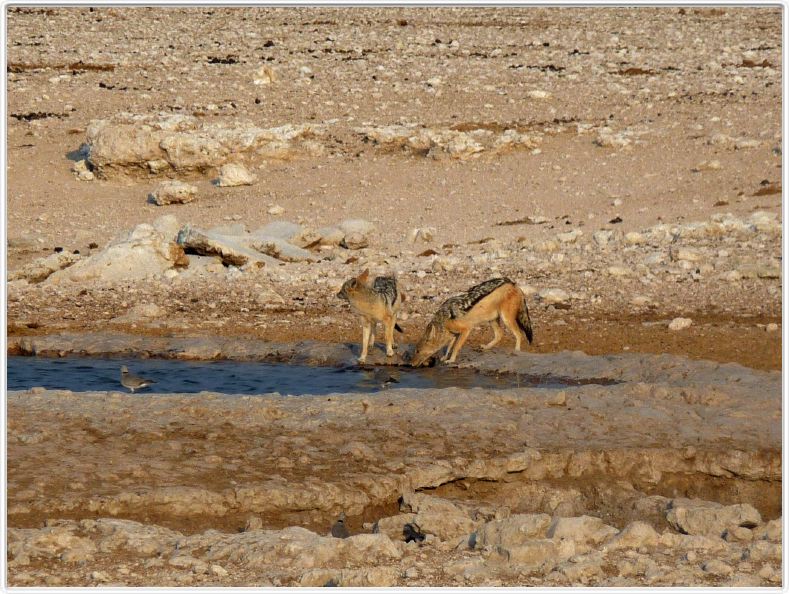 Parc Etosha