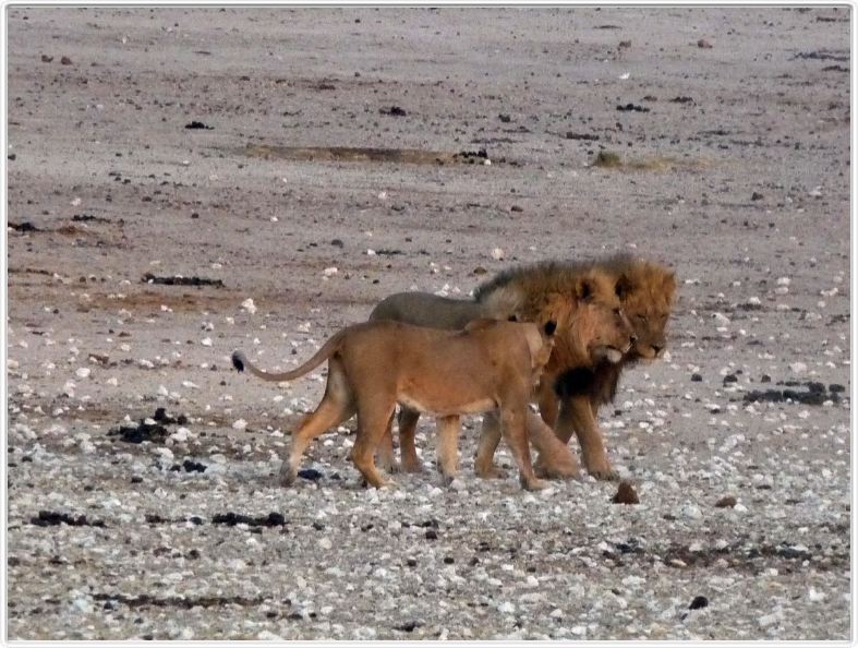 Parc Etosha