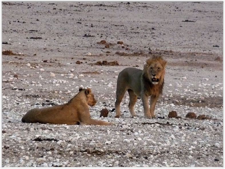 Parc Etosha