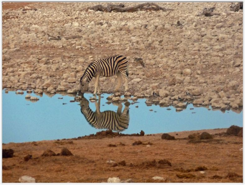 Parc Etosha