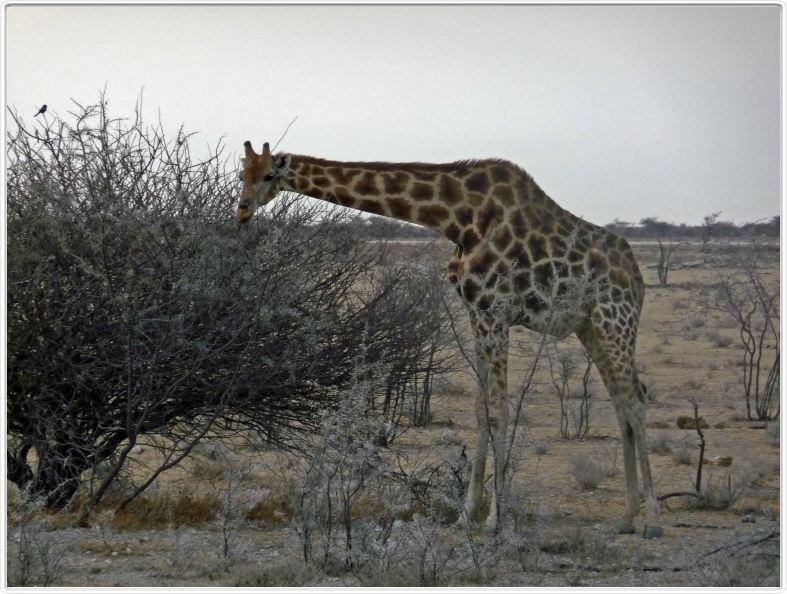 Parc Etosha