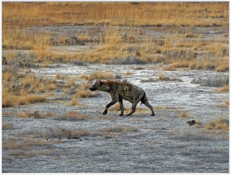 Parc Etosha
