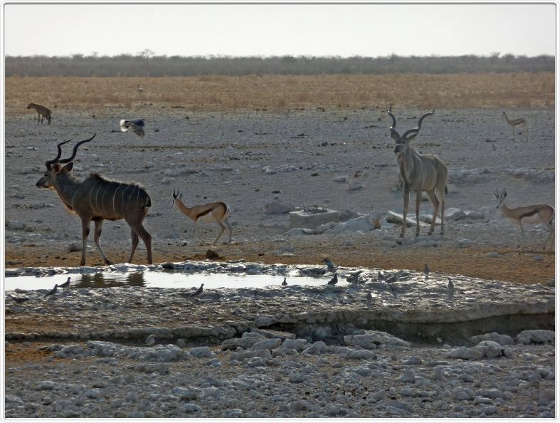 Parc Etosha