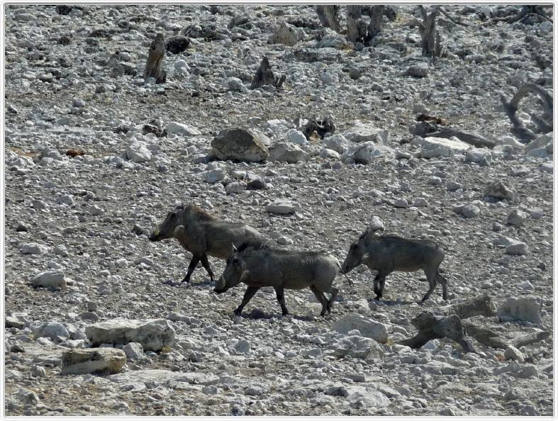 Parc Etosha