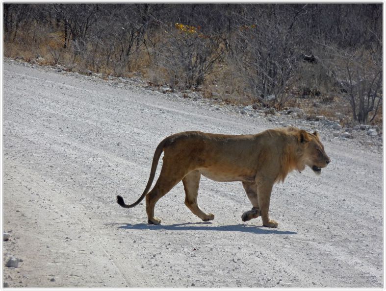 Parc Etosha