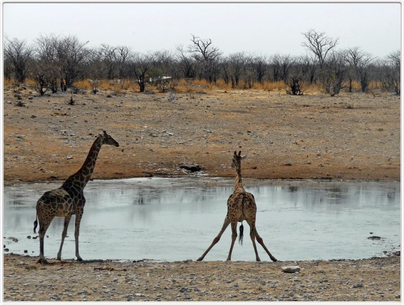 Parc Etosha