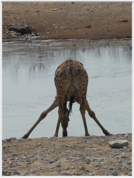Parc Etosha
